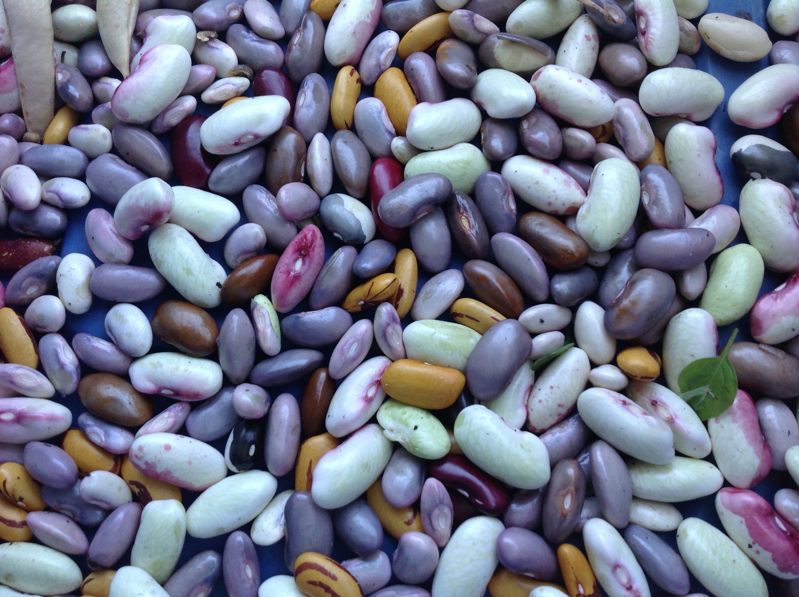 Beautiful, colourful beans from the CRUW gardens