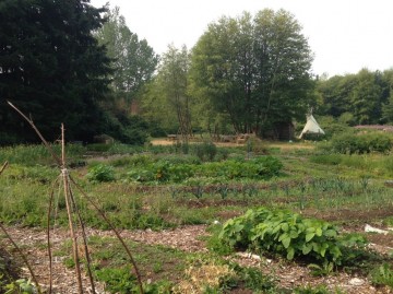 View of the Indigenous Health Research and Education Garden on a hot July day
